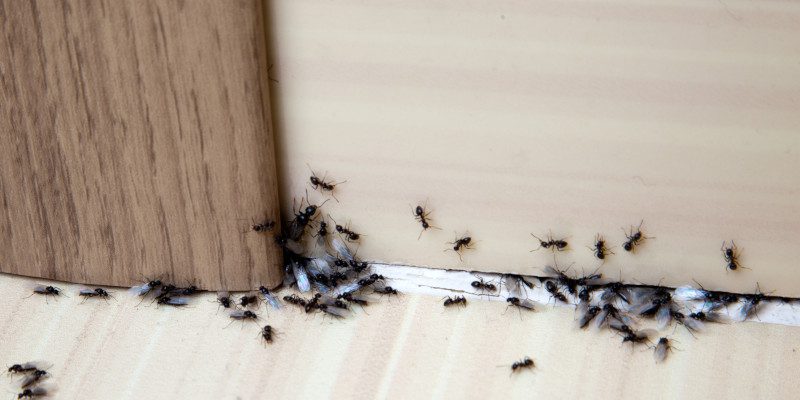Pest Control in North Wilkesboro, North Carolina