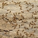 Ant Control in Alexander County, North Carolina