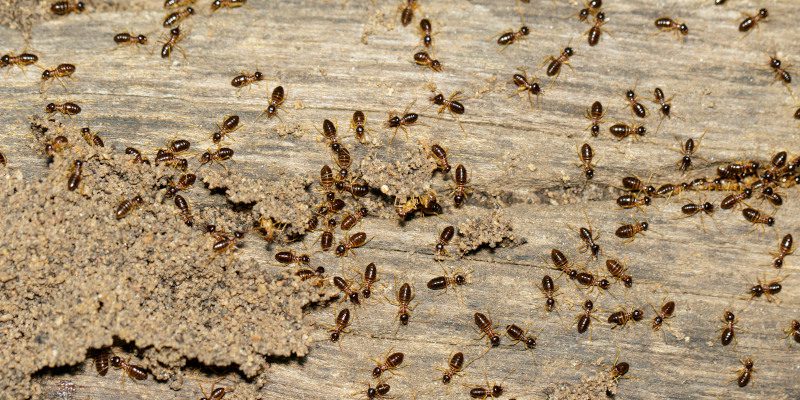 Ant Control in Alexander County, North Carolina