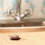 Cockroach Control in Alexander County, North Carolina