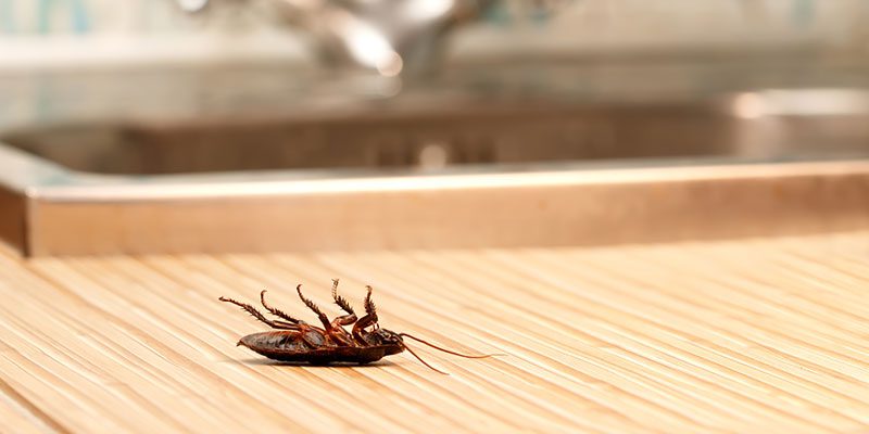 Cockroach Control in Alexander County, North Carolina