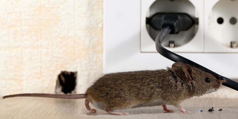 Rodent Control
