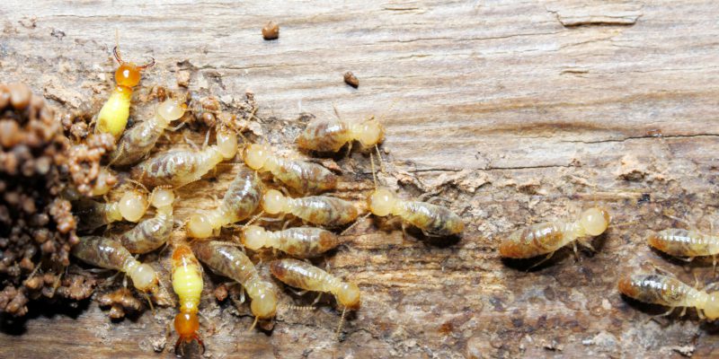 pest infestations from termites
