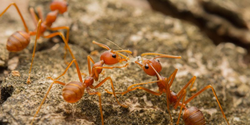 Fire Ant Control