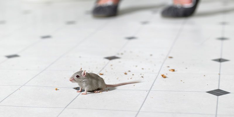 Rodent Removal Helps When You Need it Most