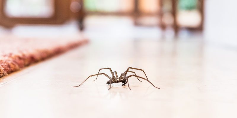 Safe Options for Indoor Pest Control