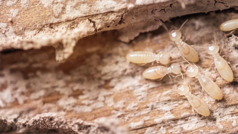 How to Tell if You Need Termite Control Services