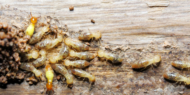 Termite Reports in Alexander County, North Carolina