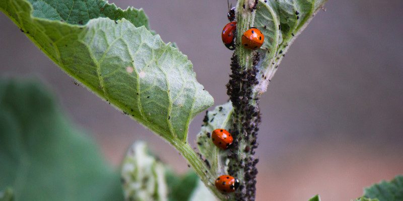 Ladybug Control in Alexander County, North Carolina