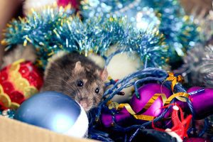 Pest Control Tips for a Stress-Free Holiday