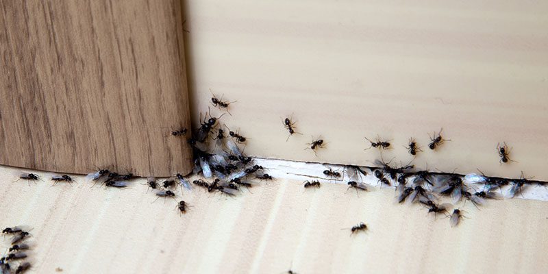 Insect Control in Boone, North Carolina