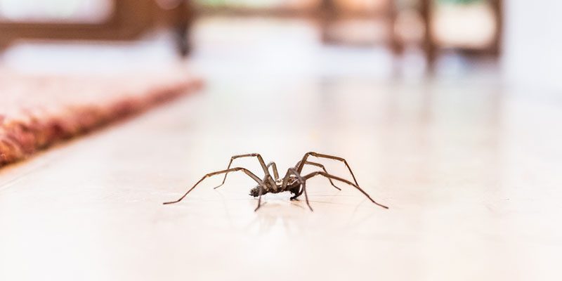 Winter Spider Control: Why It's Essential to Keep Eight-Legged Intruders at Bay