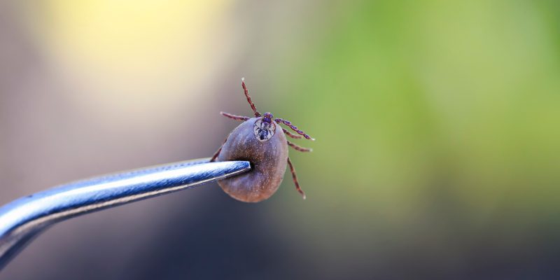 Tick Removal