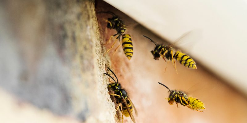 Wasp Removal