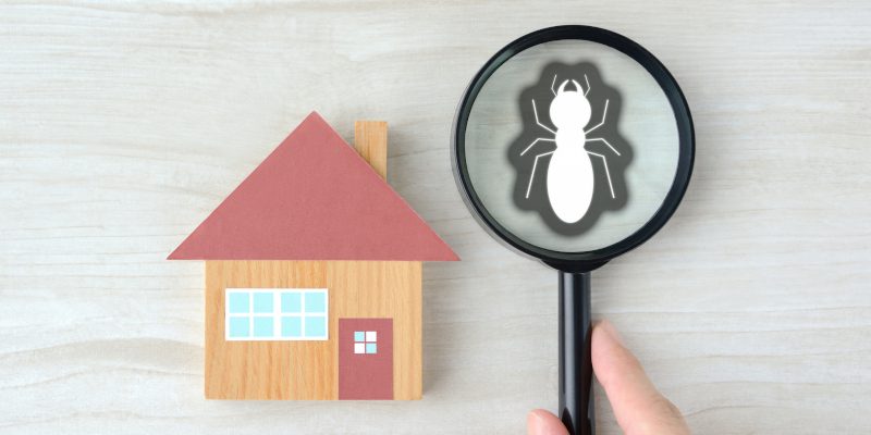 Protect Your Home this Spring with Termite Control
