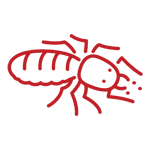 termite-control